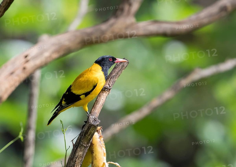 Black-headed oriole (Eurasian Golden Oriole xanthornus), Kaeng Krachan National Park, Thailand, Asia