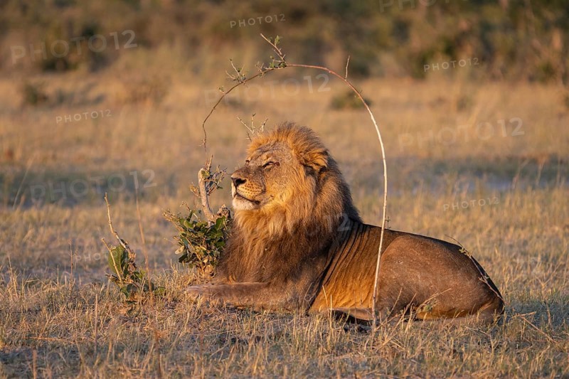 Lion (Panthera leo), horizontal portrait of a male. Savuti, Chobe National Park, Botswana, Africa