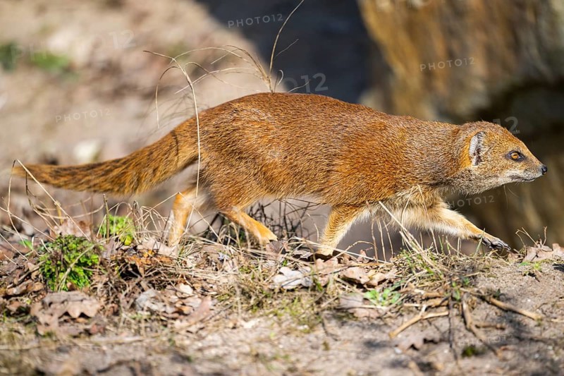 Yellow mongoose (Cynictis penicillata), in the dessert on a sunny day, captive