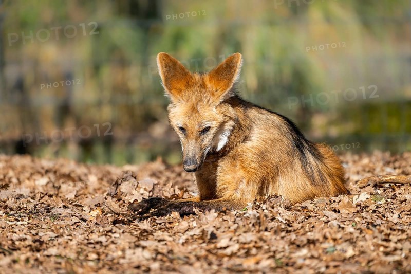 Maned wolf (Chrysocyon brachyurus) in a forest, captive, Germany, Europe