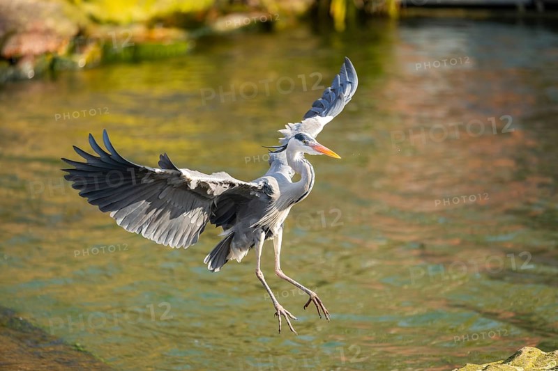 Grey heron (Ardea cinerea) flying at the shore of a lake, wildlife, Bavaria, Germany, Europe