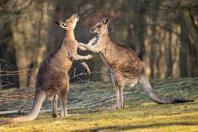Eastern Gray Kangaroo (Macropus giganteus), two males fighting on a meadow, captive, occurance Australia, Oceania