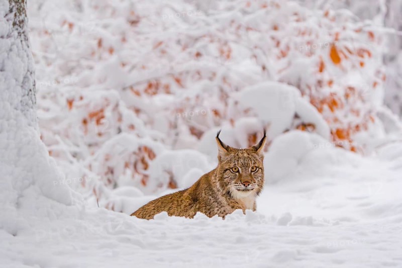 One young male Eurasian lynx, (Lynx lynx), walking through deep snow covered undergrowth in a forest