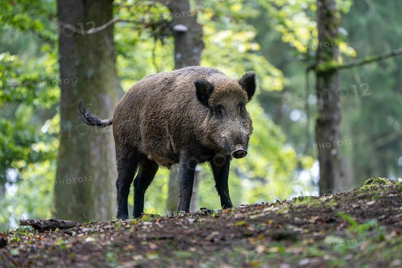Wild boar (Sus scrofa), boar, Vulkaneifel, Rhineland-Palatinate, Germany, Europe