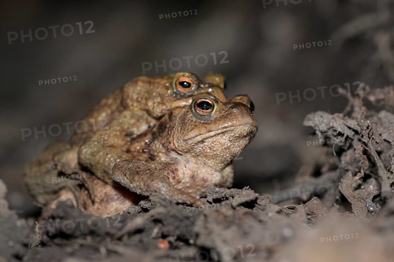 Common toad (Bufo bufo), pair, on the way to spawning waters, evening, toad migration, Bottrop, Ruhr area, North Rhine-Westphalia, Germany, Europe