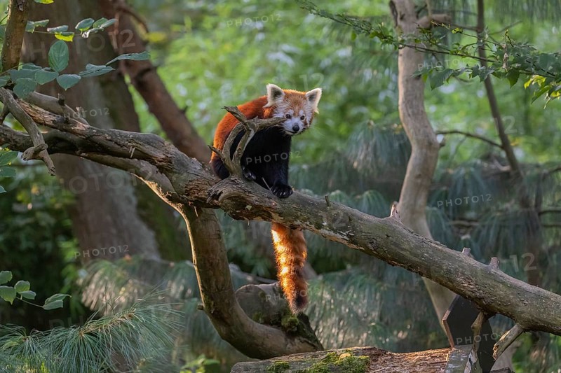 One red panda, Ailurus fulgens, sitting on a branch of a dead tree. Wonderful backlit scene