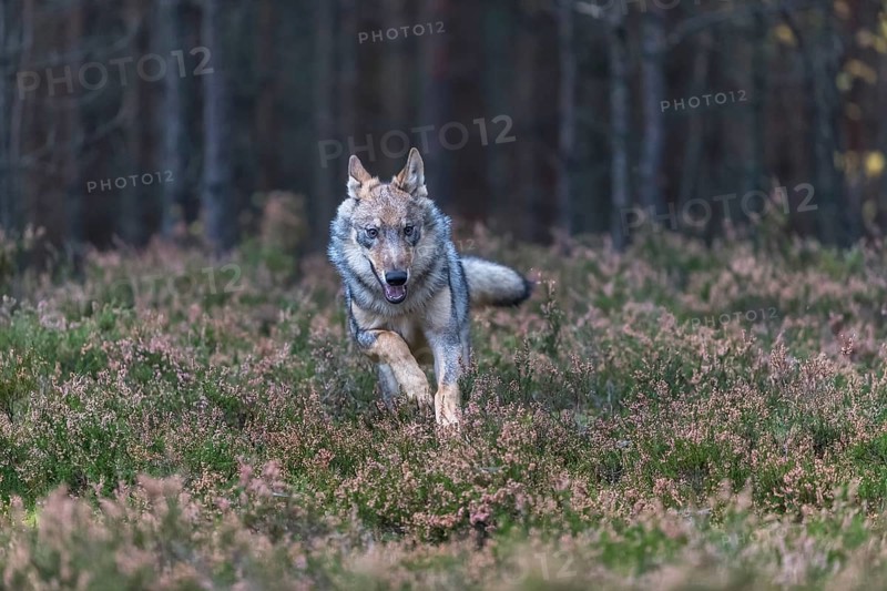One young male eurasian gray wolf (Canis lupus lupus) running thru a forest with rocks and heather. Green vegetation in the background