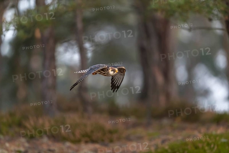 One female red-footed falcon (Falco vespertinus) flying at the edge of a forest. Green vegetation in the background
