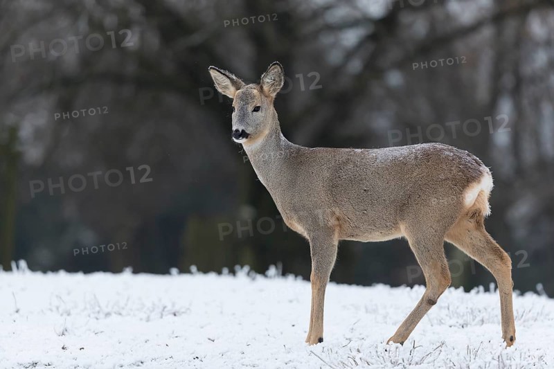 Roe deer standing in hoar frosted dead stinging nettle at minus 15 °C. Trees in background