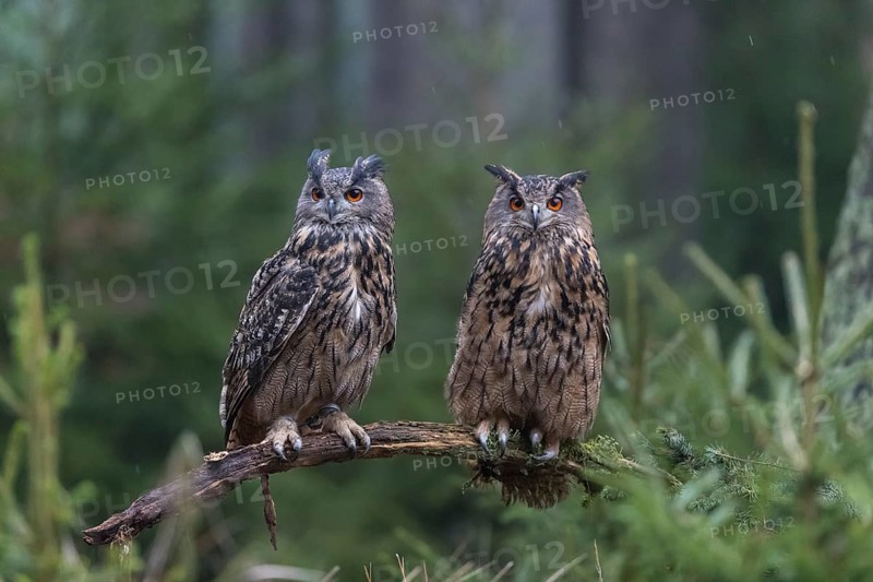 One female and one male Eurasian Eagle Owl, Bubo bubo, perched on a branch. A forest in the background