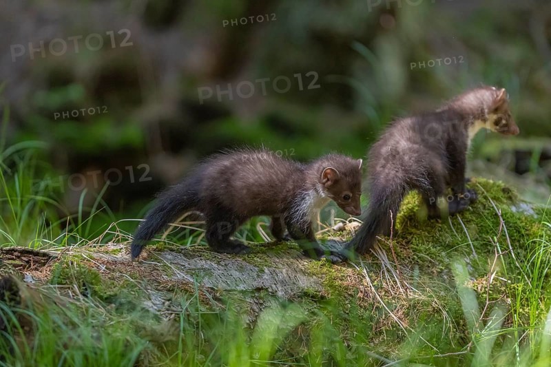 Two beech marten (Martes foina), playing on the forest floor between green vegetation