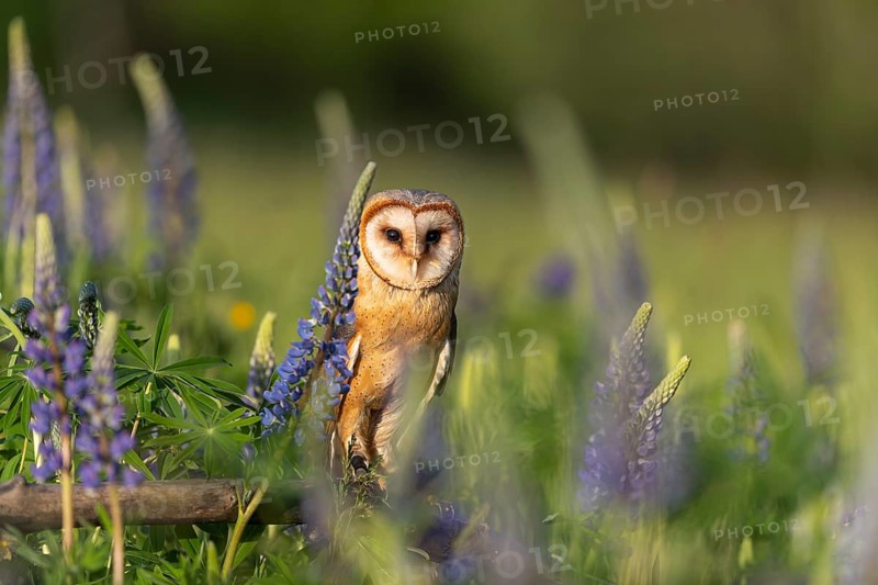 One barn owl (Tyto alba) sitting on a branch lying in a field of flowering lupines in late evening light