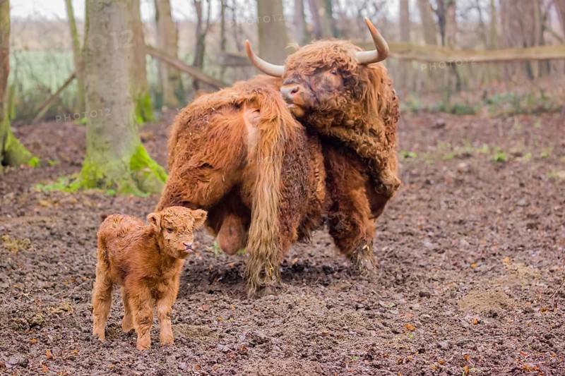 A Highland calf (Bos primigenius taurus) stands in a forest close to its father