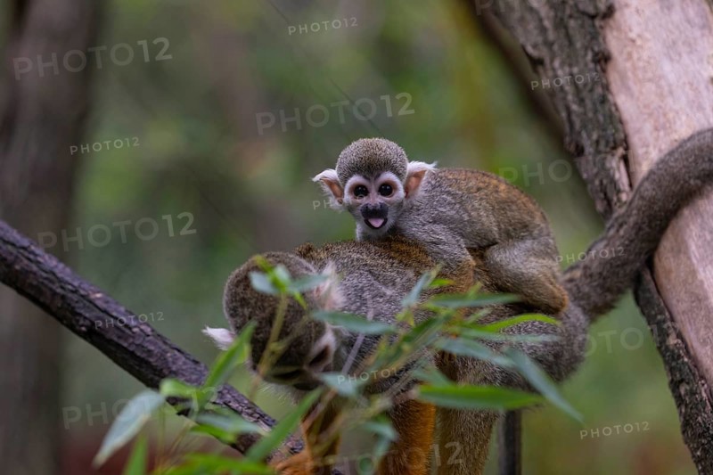 One female Central American squirrel monkey, Saimiri oerstedii, carrying her baby. Green vegetation around