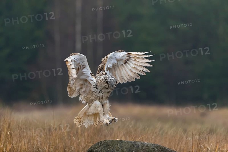 One Siberian Eagle Owl (Bubo bubo sibiricus) landing on a rock between tall reed grass lakeshore on an autumnal misty cold morning