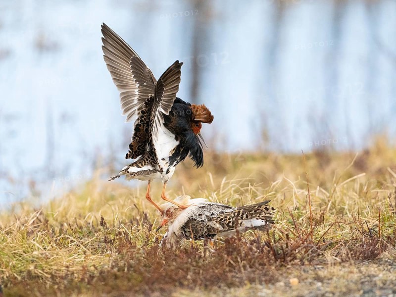 Ruff (Calidris pugnax) two males in breeding plumage at lek, fighting over female, Pokka, Finnish Lapland