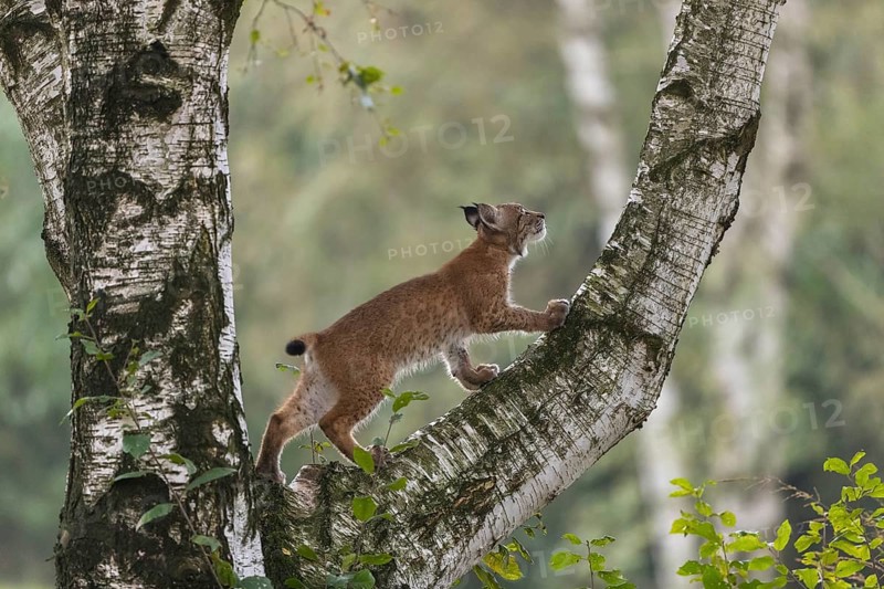 One young Eurasian lynx, (Lynx lynx), climbing up a birch tree, a forest in the background