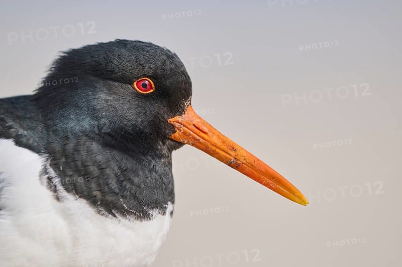 Eurasian oystercatcher (Haematopus ostralegus) portrait, on the beach, Düne, Helgoland, Schleswig-Holstein, Germany, Europe