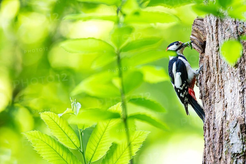 Great spotted woodpecker (Dendrocopos major), male with green caterpillars in his beak waiting at a breeding den, Bad Homburg, Hesse, Germany, Europe