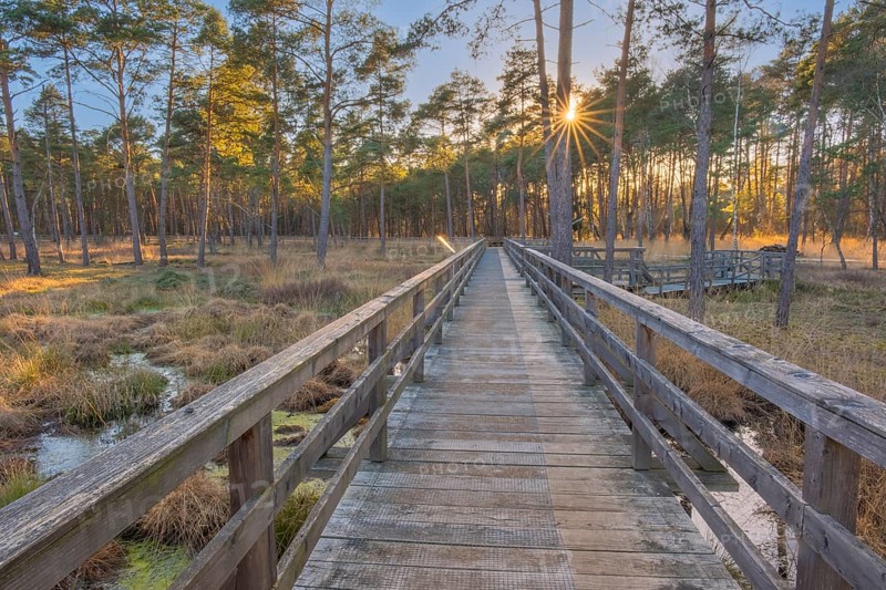 View along a moor bridge in the moor adventure trail, Otternhagener Moor, Resse, Neustadt am Rübenberge, Hanover, Lower Saxony, Germany, Europe