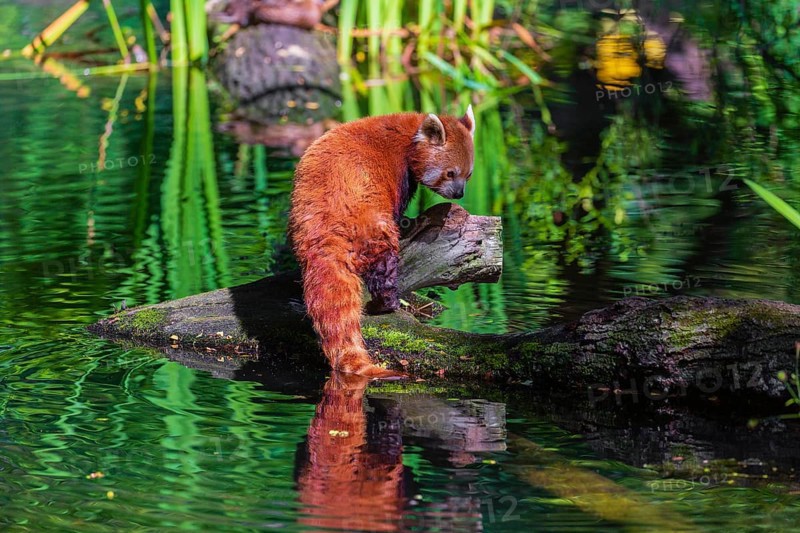 One red panda, Ailurus fulgens, balances over a log lying in the water