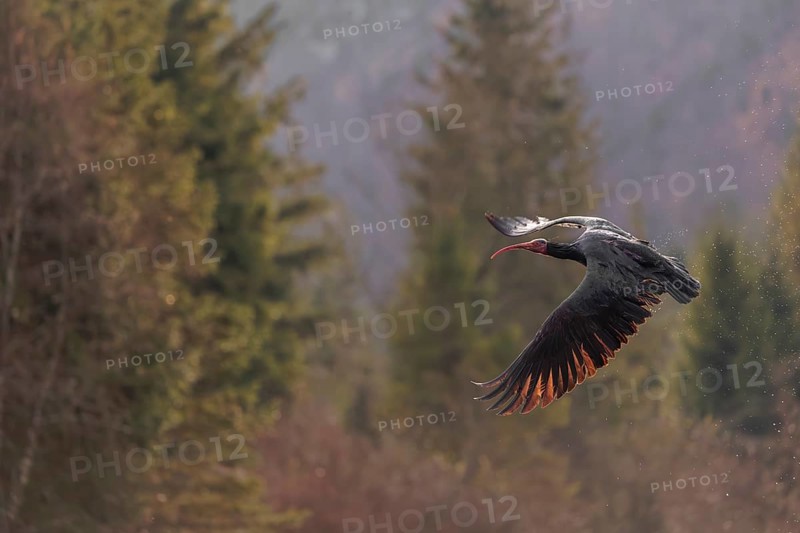 A Northern Bald Ibis, Hermit Ibis (Geronticus eremita) in flight in natural surroundings