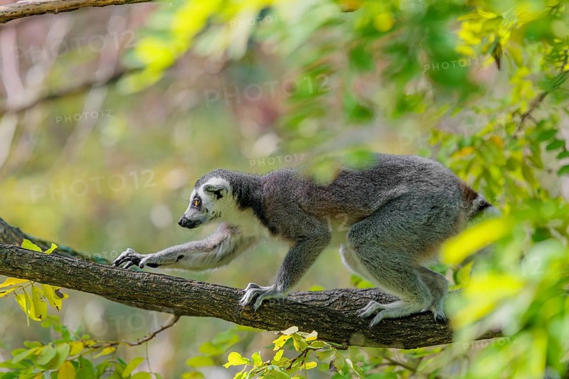 A ring-tailed lemur (Lemur catta) climbs high up in a tree on a branch surrounded by fresh green leaves