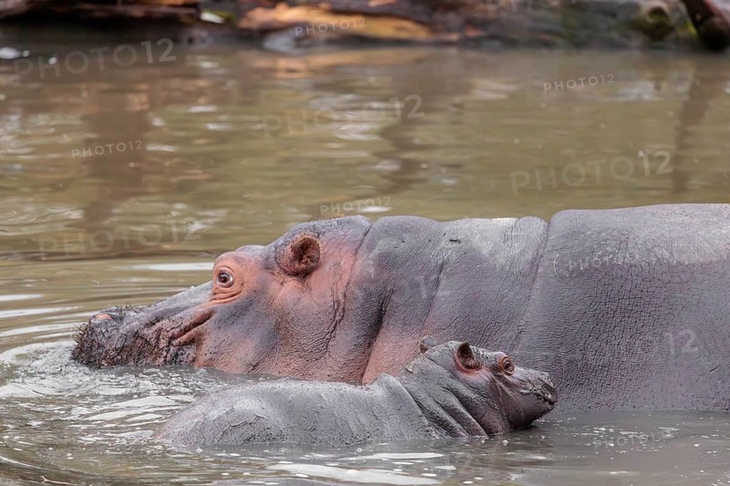 A baby hippopotamus (Hippopotamus amphibius) and its mother swimming in a river