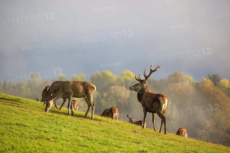 A herd of red deer (Cervus elaphus) stands in a meadow, A forest with autumn leaves can be seen in the background. Wisps of mist drift over the forest