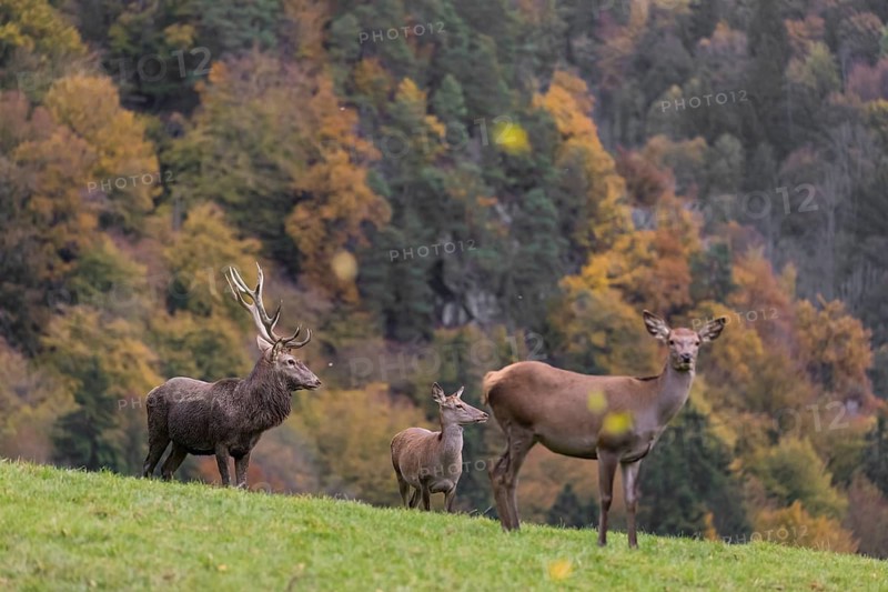 One red deer stag (Cervus elaphus) and some hind stand on a meadow on hilly ground during a storm. Leaves and small twigs flying around. A forest in fall foliage in the background
