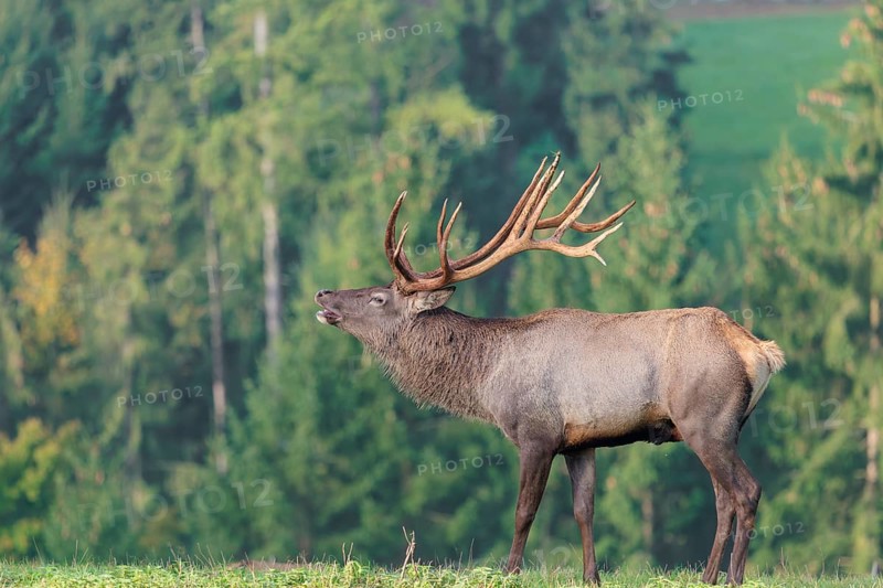 An Altai maral stag (Altai wapiti or Altai moose) (Cervus canadensis sibiricus) stands flehming on a meadow in the early morning