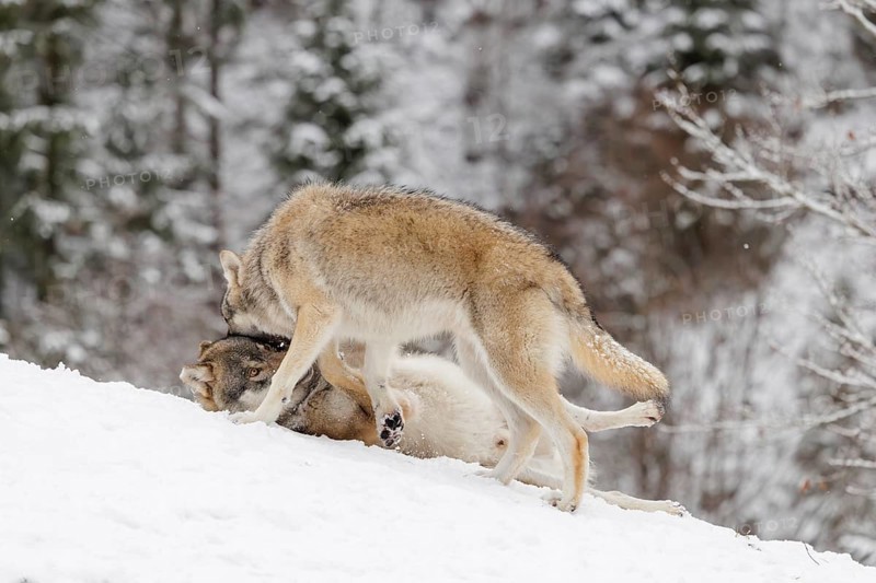 A young grey wolf (Canis lupus lupus) plays with its father on the sloping, snow-covered meadow on a cold, cloudy day
