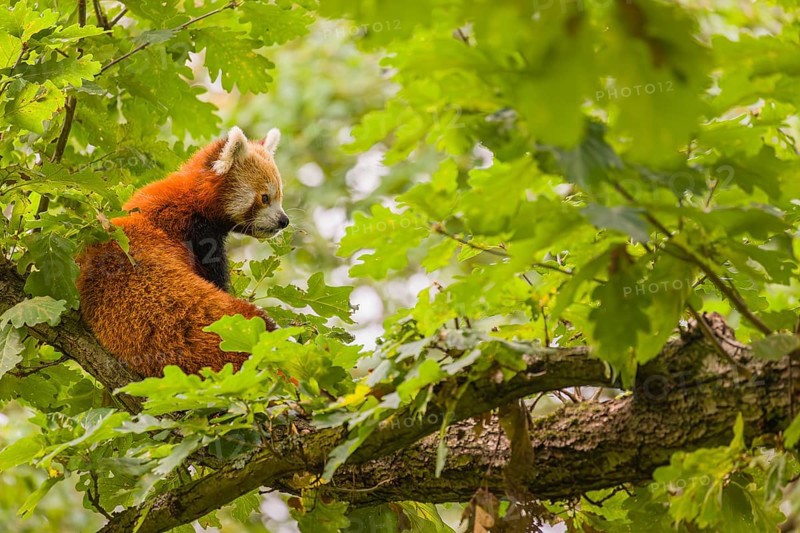 A Red Panda, Ailurus fulgens, sits high up on a branch in a tree, surrounded by green leaves