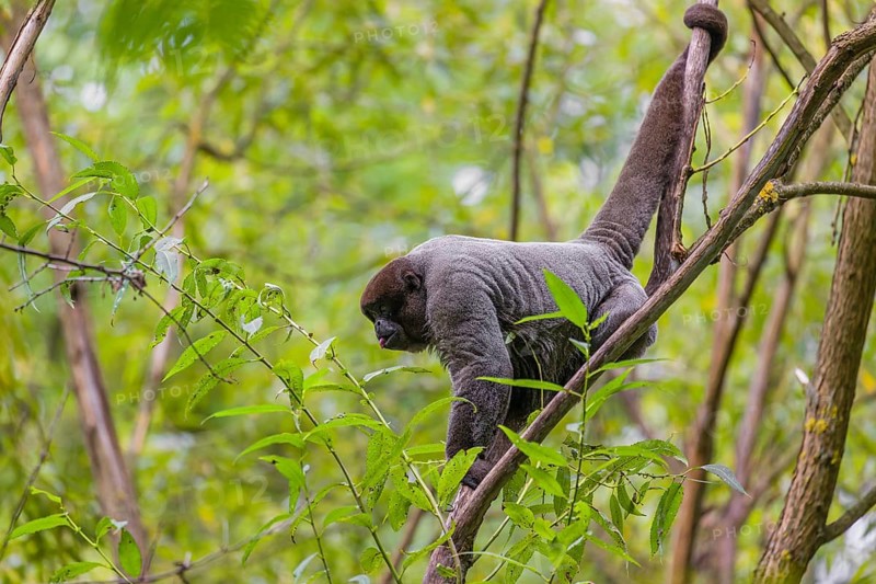 A common woolly monkey, brown woolly monkey, or Humboldt's woolly monkey (3) (Lagothrix lagothricha) climbs in a tree