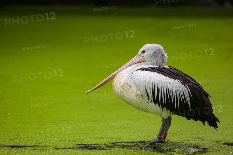 An Australian pelican (Pelecanus conspicillatus) stands on a rock lying in a duckweed-covered pond