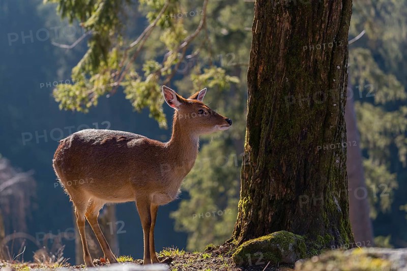 One female Manchurian sika deer or Dybowski's sika deer (Cervus nippon mantchuricus or Cervus nippon dybowskii) stands at a forest edge on hilly ground. Backlight