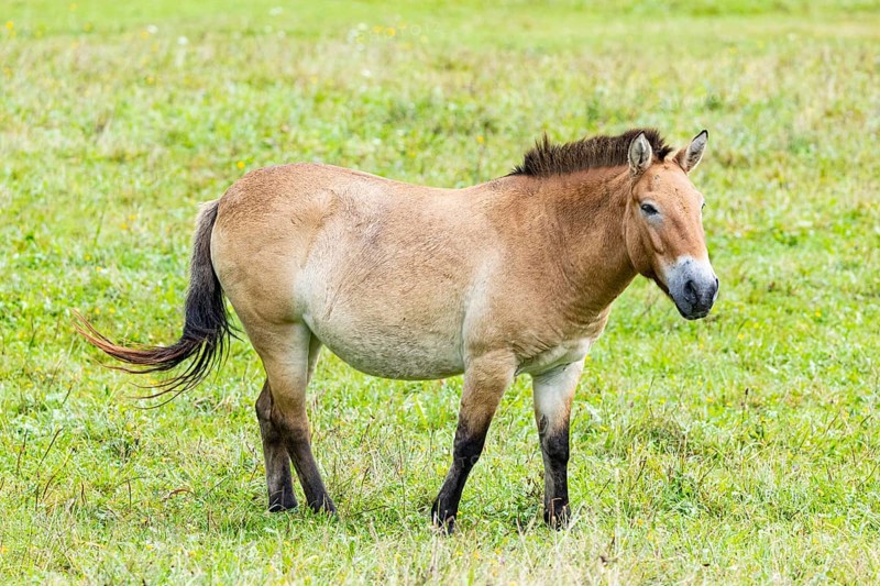 Przewalski's horse (Equus przewalski) capive Germany