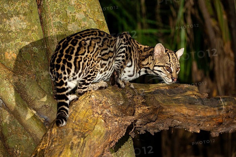 Ocelot (Felis pardalis) Pantanal Brazil