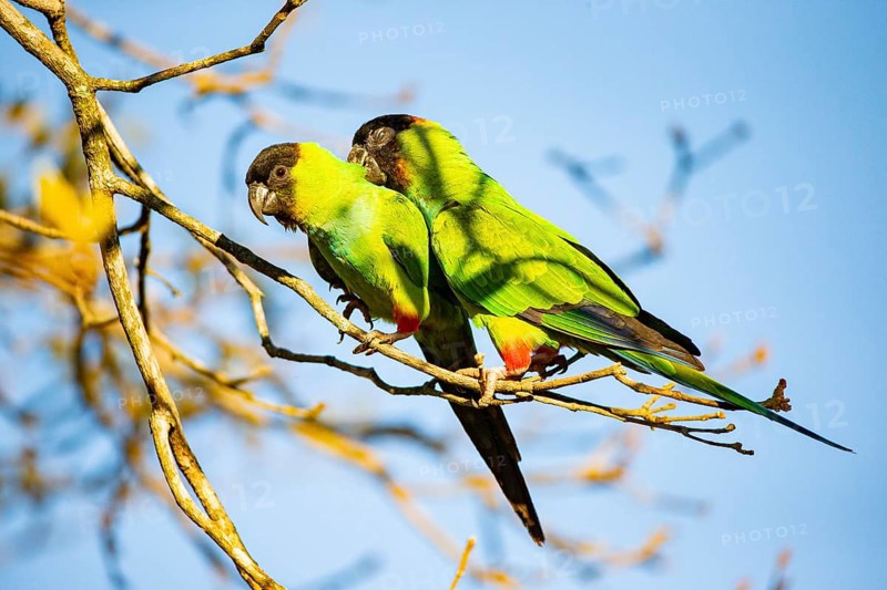 Nanday parakeet (Aratinga nanday) Pantanal Brazil