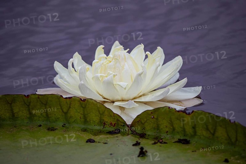 Giant water lily (Victoria amazonica) Pantanal Brazil