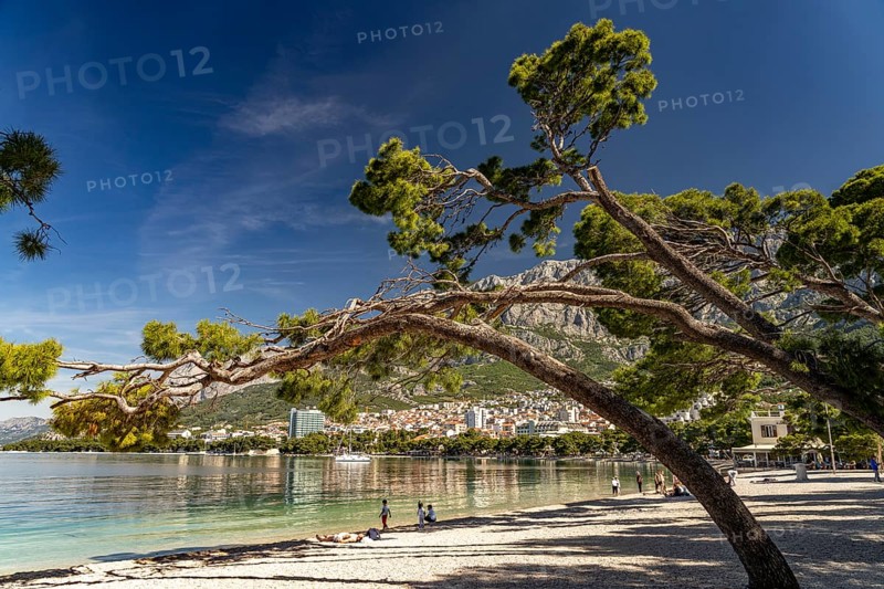 Windswept pine trees on the city beach of Makarska, Croatia, Europe