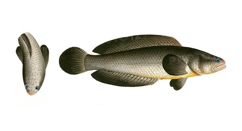 Fish, Pisces, Ophicephalus punctatus, Channa punctata, the spotted snakehead, Historic, digitally restored reproduction from a 19th century original, Record date not stated