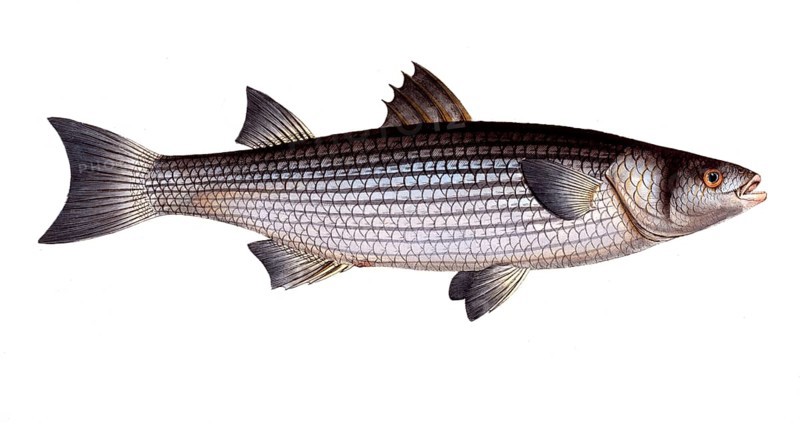 Fish, Fish, Mugil caphalus, Flathead grey mullet, Historic, digitally restored reproduction from a 19th century original, Record date not stated
