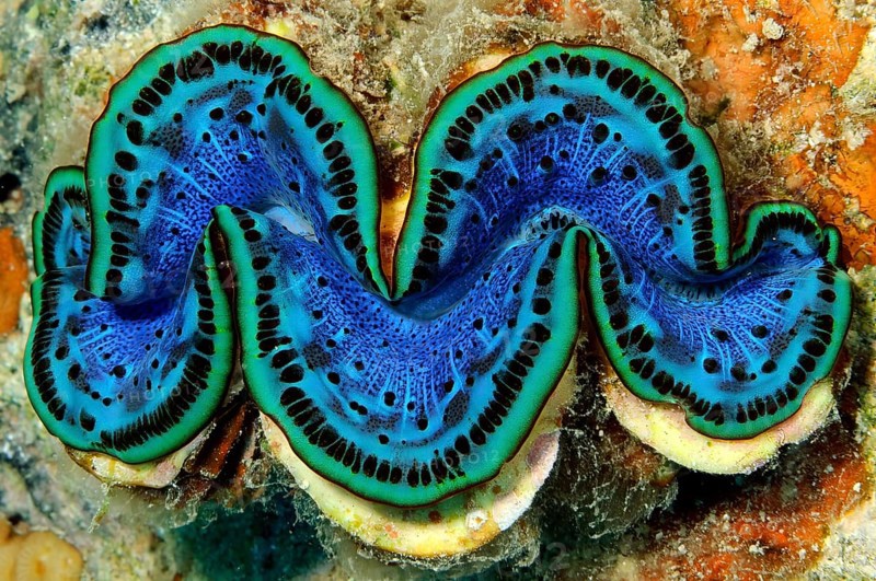 Underwater photo Close-up of open giant clam (Tridacna gigas) popular name killer clam with blue mantle is grown between corals (Scleractinia) in tropical coral reef, Red Sea, Egypt, Africa
