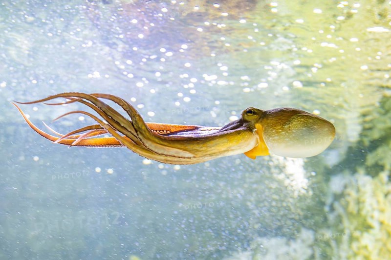 Common octopus (Octopus vulgaris) swimming under water, captive, Germany, Europe