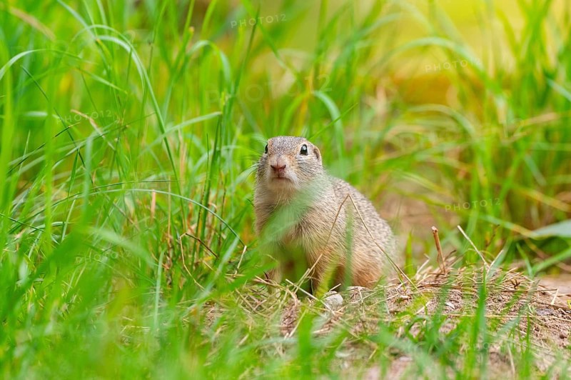 European ground squirrel (Spermophilus citellus) on a meadwo, Bavaria, Germany, Europe
