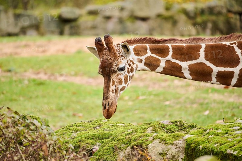 Reticulated giraffe (Giraffa camelopardalis reticulata), portrait, Germany, Europ, Europe