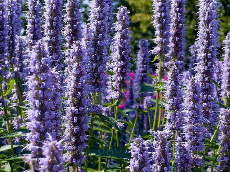 Flower impression, anise hyssop (Agastache foeniculum)