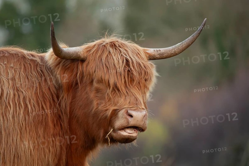 Highland cattle or cow (Bos taurus taurus) adult farm animal head portrait, England, United Kingdom, Europe