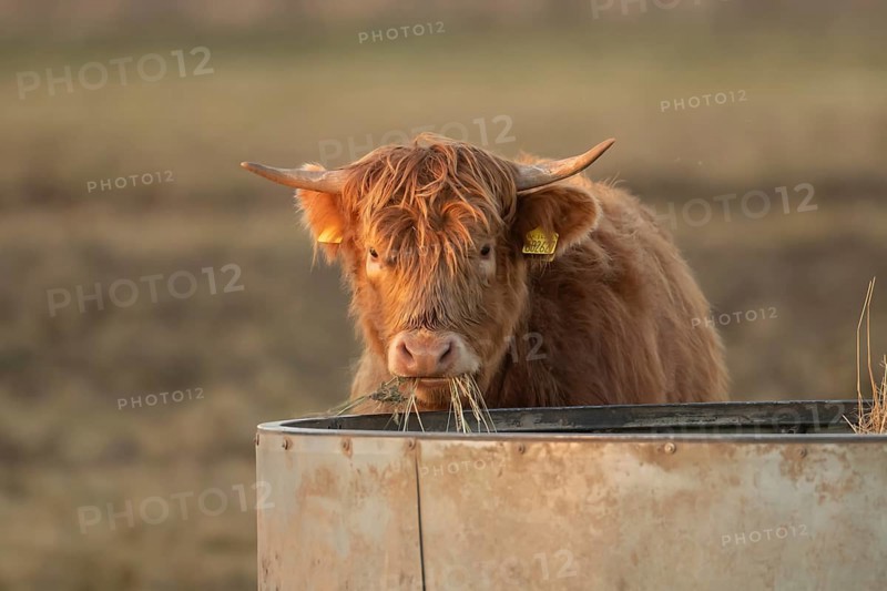 Highland cattle or cow (Bos taurus taurus) juvenile baby farm animal eating hay from a trough, England, United Kingdom, Europe